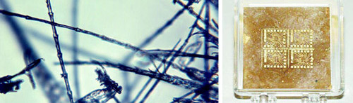 chickenelectronics.jpg